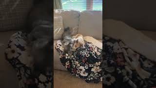 Video preview image #1 Chihuahua-Unknown Mix Puppy For Sale in Grafton, WI, USA