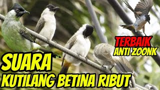 Download lagu suara pikat kutilang betina ribut memanggil jantan, pikat terbaik anti zoonk mp3 Download lagu suara pikat kutilang betina ribut memanggil jantan, pikat terbaik anti zoonk mp3