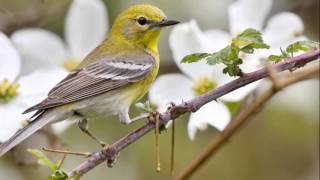 Audition - Thunderbirds are now - We win(haha) (MikeM)