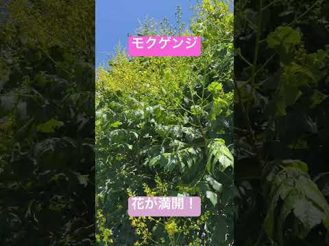 風邪を治療するための植物が薬用庭園にある自然薬局