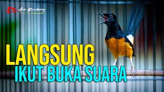Download lagu LANGSUNG IKUT BUKA SUARA | MERANGSANG EMOSI MURAI YANG LOYO | SHAMA BIRD mp3