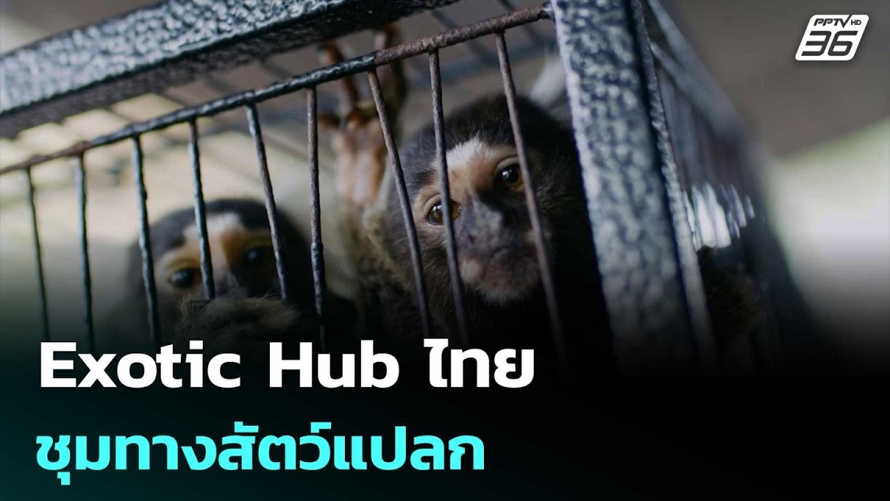 Exotic Hub ไทย ชุมทางสัตว์แปลก | เที่ยงทันข่าว | 23 เม.ย. 69