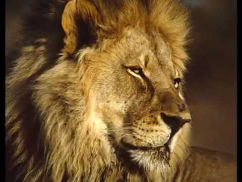 Lee Perry & Mad Professor   Open Door