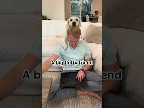 Why Love Golden Retrievers!