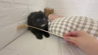 ハーフ犬の動画01