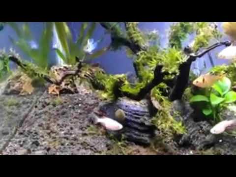 Wonderful Aquascape Designs