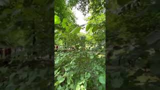 VIDEO FOTO - Aglomerație fără distanțare la Prislop– Coadă de 500 de metri la mormântul lui Arsenie Boca 1 video