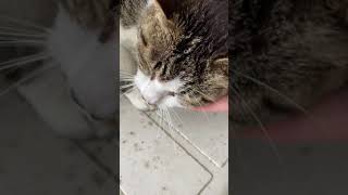 猫かわいい【さよならガッキー】