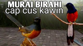 Download lagu Pancingan murai batu cepat birahi dan kawin || terapi murai batu. mp3 Download lagu Pancingan murai batu cepat birahi dan kawin || terapi murai batu. mp3