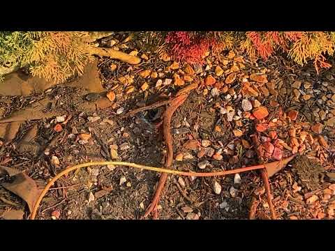 Homeowner Unknowingly Mows Over Yellow Jackets Nest in Warren, NJ