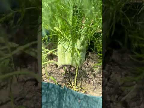 パセリを庭に、または室内の鉢にいつ播くのですか?  庭園