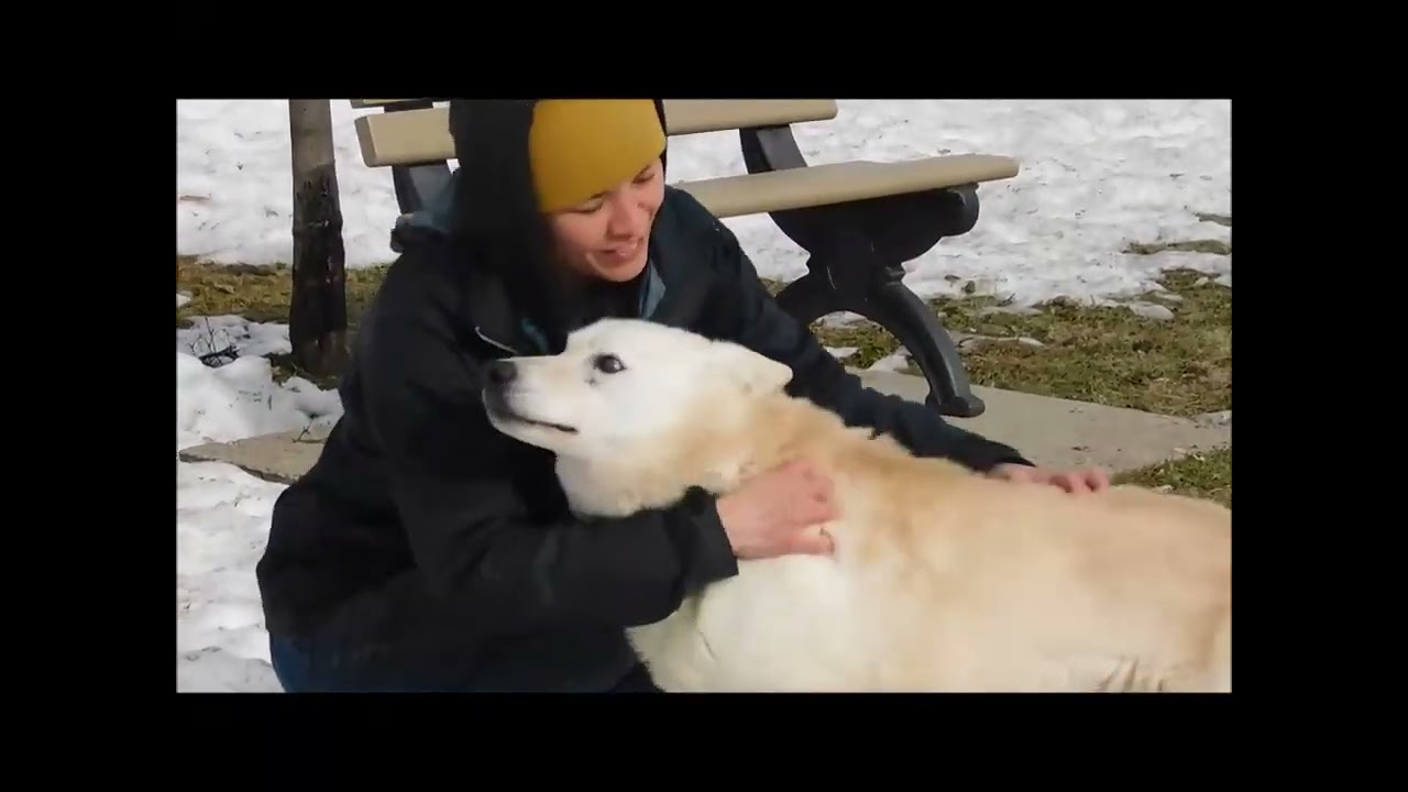 Enlarge LULCE, a ADOPTABLE mixed breed in Ironwood, MI video 5/5