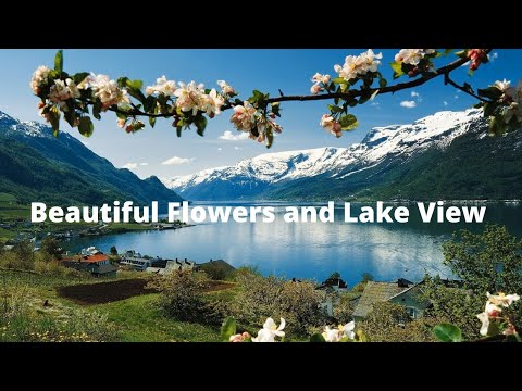 Beautiful Flowers and Lake View | Flowers around Lake | Soothing Nature View|  Swaroopa Diaries
