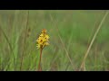 BuitenGewoon 27 juni 2020 - Het verbrande bos van Staverden