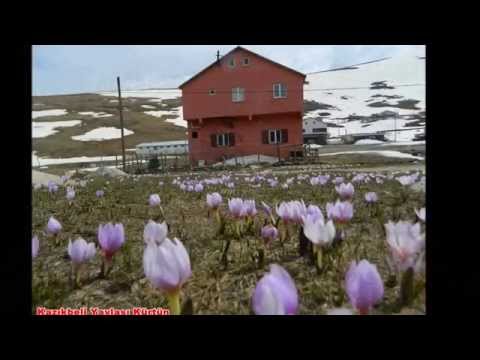 Alim Koca (aç bana kollarını)