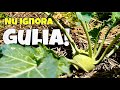 Gulii și Gulioare Cultivare Ușoară Beneficii Uimitoare