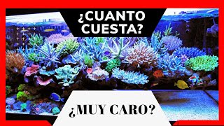 🤔¿Cuanto cuesta montar un Acuario Marino? ¡con Éxito‼️