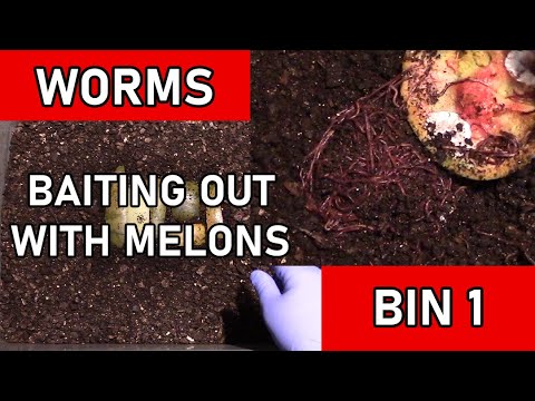Baiting Worms Out of Compost Bin with Melons - Bin 1