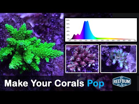 GHL "Coral Pop" Lights - First Impressions