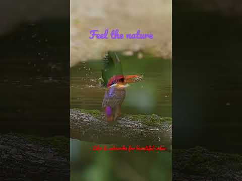 Nature lovers!! #nature#shorts #naturelovers #youtubeshorts