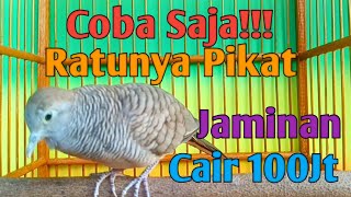 Download lagu Perkutut lokal betina kerot bekur mp3 Download lagu Perkutut lokal betina kerot bekur mp3