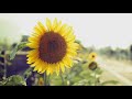 Glen Campbell  | Sunflower  | Lyrics