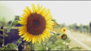 Glen Campbell  | Sunflower  | Lyrics