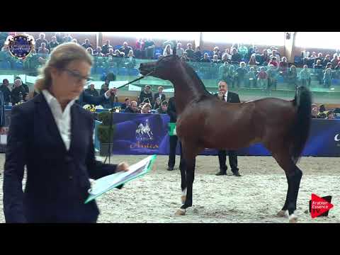 N.109 CALATEON - European Championship 2019 - 4-6 Years Old Stallions (Class 13)