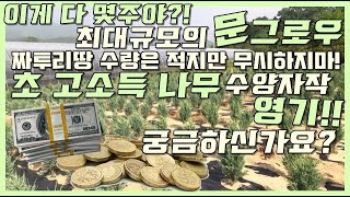 최대규모의 문그로우 밭!!  가지가 늘어지는 자작?? 수양자작 영기 소개!!