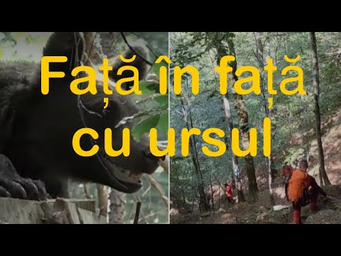 Ne-am întâlnit cu ursul pe traseul montan Valea Cerbului din Munții Bucegi