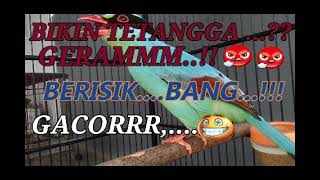 Download lagu BIKIN TETANGGA GERAMMM.. 😂😂 BERISIK BANG..😠😡😠#BURUNG EKEK KELING GACORRR... mp3 Download lagu BIKIN TETANGGA GERAMMM.. 😂😂 BERISIK BANG..😠😡😠#BURUNG EKEK KELING GACORRR... mp3