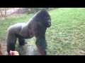 ORIGINAL - When a Silverback attacks. 