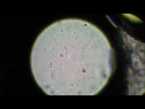 Cat Saliva Under Microscope