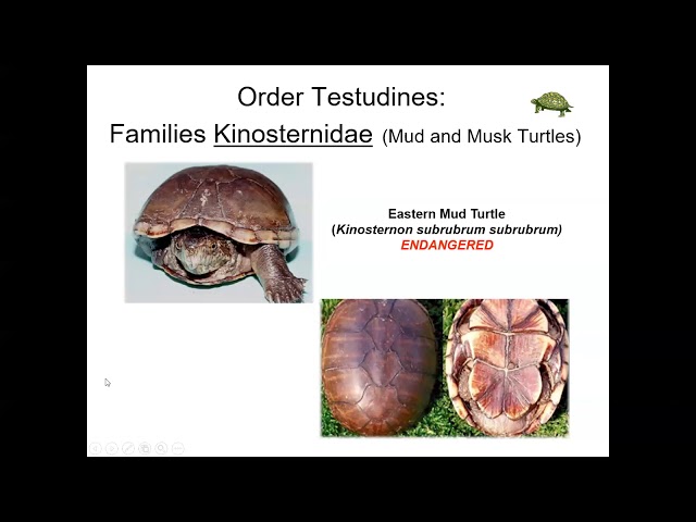 Video Pronunciation of family Chelydridae in English Video Pronunciation of family Chelydridae in English