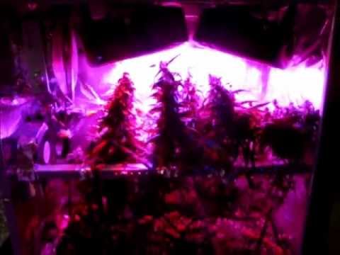 clones pc review
