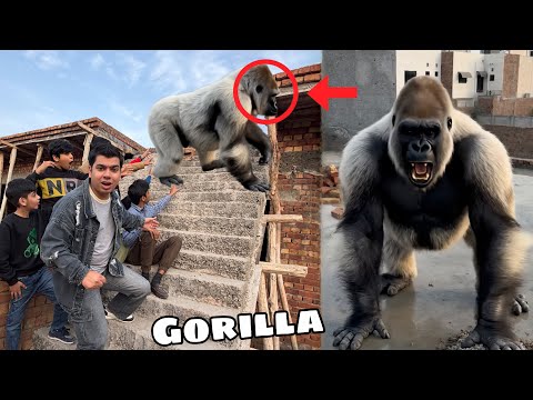 Gorilla Hmari Qaid Sa Bhag Gea 😨