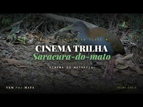 Fauna selvagem em habitat natural — Cinema Trilha, Mata Atlântica, Santa Teresa ES