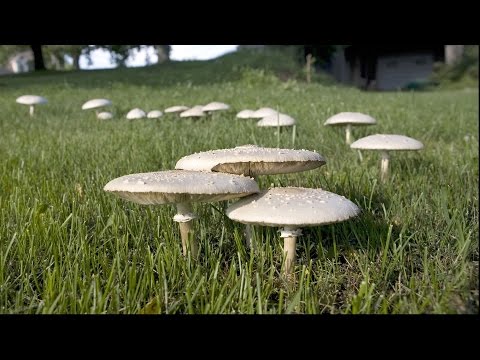 Grumpy's Guide to Yard Mushrooms | Southern Living