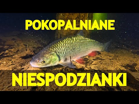 TOTALNY ODLOT !!!!  NURKOWANIE  29.03.2025  OKOLICE ŻAR