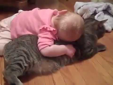 videos of funny cat