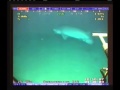 Акула атакует подводный кабель 