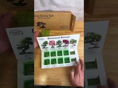 Grow your own Bonsai Trees with our Eco Grow Kit🌳 #asmr #shorts