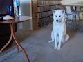 Korea Jindo Dog - My White Korean Jindo Dog Happy to See Her Owner Home