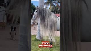 El Torino - Grupo Laberinto