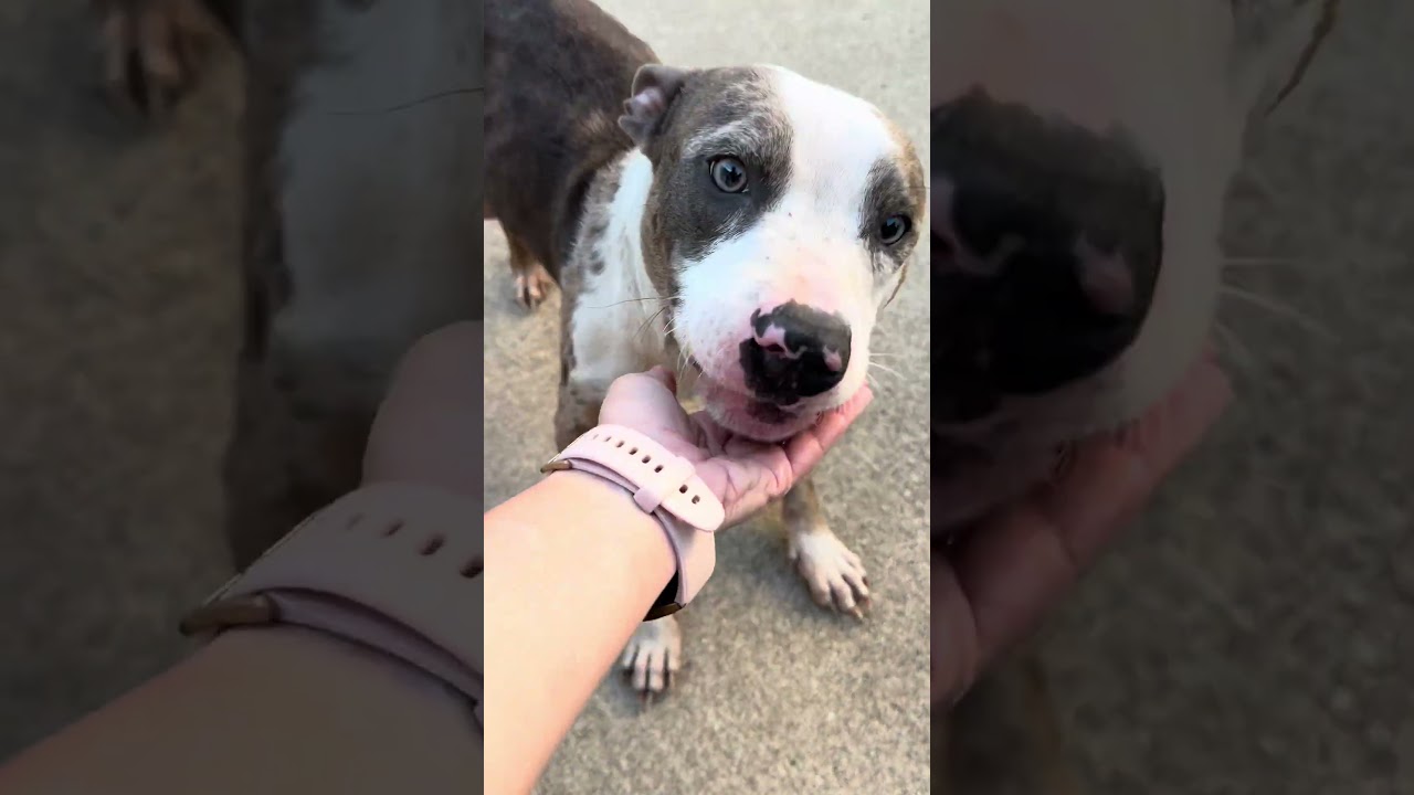 Enlarge Wharton, a ADOPTABLE Pit Bull Terrier in Chicago, IL video 5/6