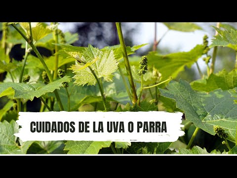 , title : 'CUIDADO DE LA UVA, TODO SOBRE "COMO MANTENERLA SANA " #uva #seleplanta'