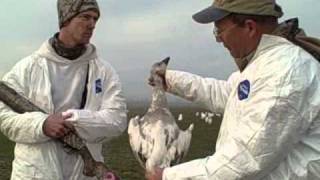 preview picture of video 'Backyard Snow Geese, North Carolina and Manitoba'
