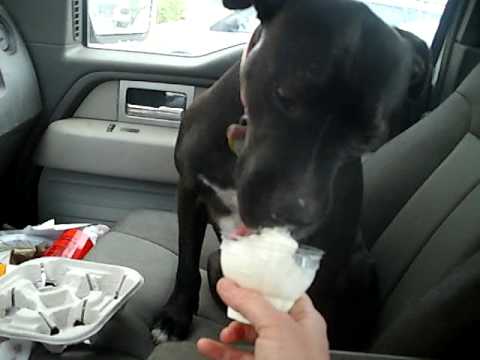 Farrah the pit bull eating ice cream