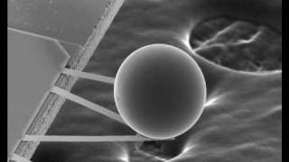 Billie Holiday With Thee I Swing