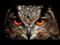 Menyelamatkan Burung Hantu
